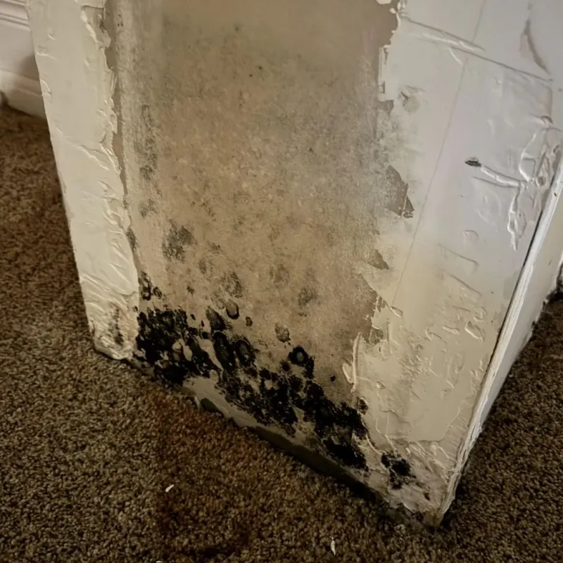 Professional Mold Removal in Clinton, AR